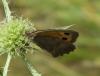 Hyponephele sp.
